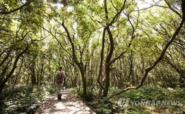 Breathe in Fresh Oxygen at the ‘Lungs of Jeju’