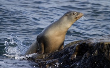 Nat’l Museum to Hold Exhibition in Memory of Korean Sea Lions
