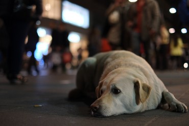 Seoul City Supports Neutralization to Prevent Pet Abandonment