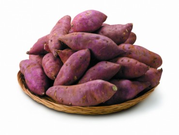 Researchers Develop Gold Sweet Potato that Thrives in Harsh Environments