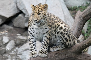 Scientists Complete Genetic Blueprint of Korean Leopard