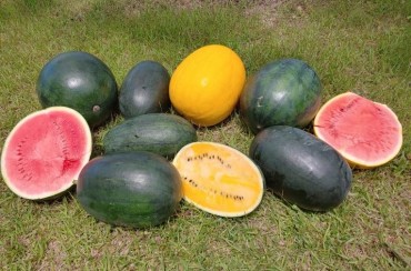 Colored Watermelons Offer Great Taste and Visual Appeal