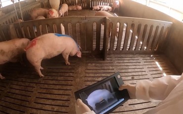 New Tech Measures Pig’s Weight by 3D Scan