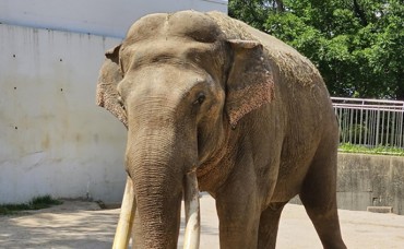 Daegu’s Favorite Elephant Dies at Age 50
