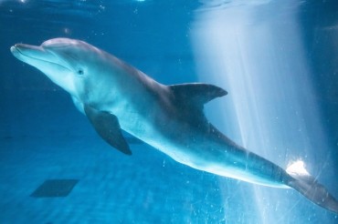 Jeju to Endow Legal Rights to Indo-Pacific Bottlenose Dolphins