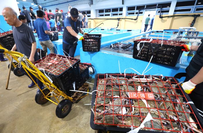 Korean Interest Peaks as Italy Battles Blue Crab Invasion – A Potential Culinary Solution Emerges