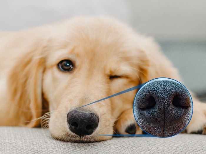 Changwon City Introduces Innovative Dog Nose Pattern Registration to Curb Stray Dog Issue