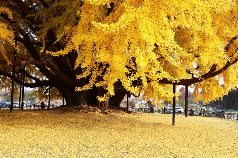 Aromatic Challenges and Urban Benefits: Ginkgo Trees in City Streets