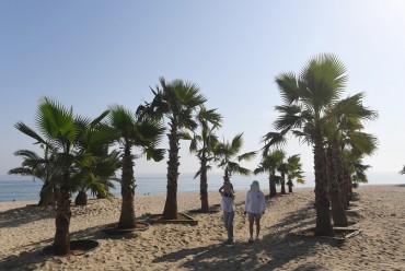 Gangneung Creates Eye-catching Palm Tree Streets at Beaches
