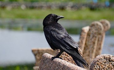 Suwon Residents on High Alert for Migratory Droves of Rooks