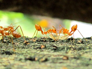 Global Warming Pushes Ants to Higher Elevations: Study